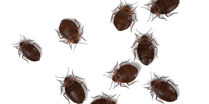 Bed Bugs Bedbugs Long Island NY Nassau Suffolk County Bed Bugs Roach Ants Termite Mice Rat Pest Controls Exterminator