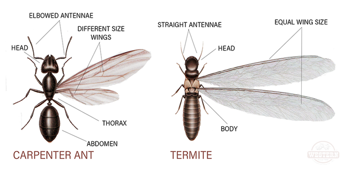 Termites Long Island NY Nassau Suffolk County Bed Bugs Roach Ants Termite Mice Rat Pest Controls Exterminator